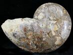 Rare Argonauticeras Ammonite - Amber Colored Crystals #23358-4